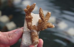 「サンゴの苗作り＆海岸観察（支援対象No.037）」のサムネイル画像