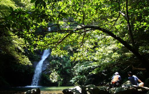 「ホールアース自然学校沖縄校がじゅまる自然学校」のサムネイル画像