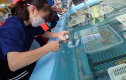 「【恩納村】沖縄の海で学ぶ磯観察トレッキング（海洋教育）＋サンゴの苗作り」のサムネイル画像