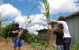 「「沖縄のおじいと一緒に過ごすサトウキビ刈り体験」」のサムネイル画像