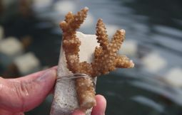 「【恩納村】サンゴの苗作り&海岸観察(サンゴが壊滅状態で海水温も高めで推移しており、現状で植えてもサンゴの生育が望めないので当面の間受入停止中)」のサムネイル画像