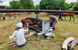 「【宮古島】宮古馬との触れ合いシートーヤー(サトウキビ絞り)体験(支援対象No.109)」のサムネイル画像