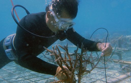 「一般社団法人 結さんご石垣島」のサムネイル画像