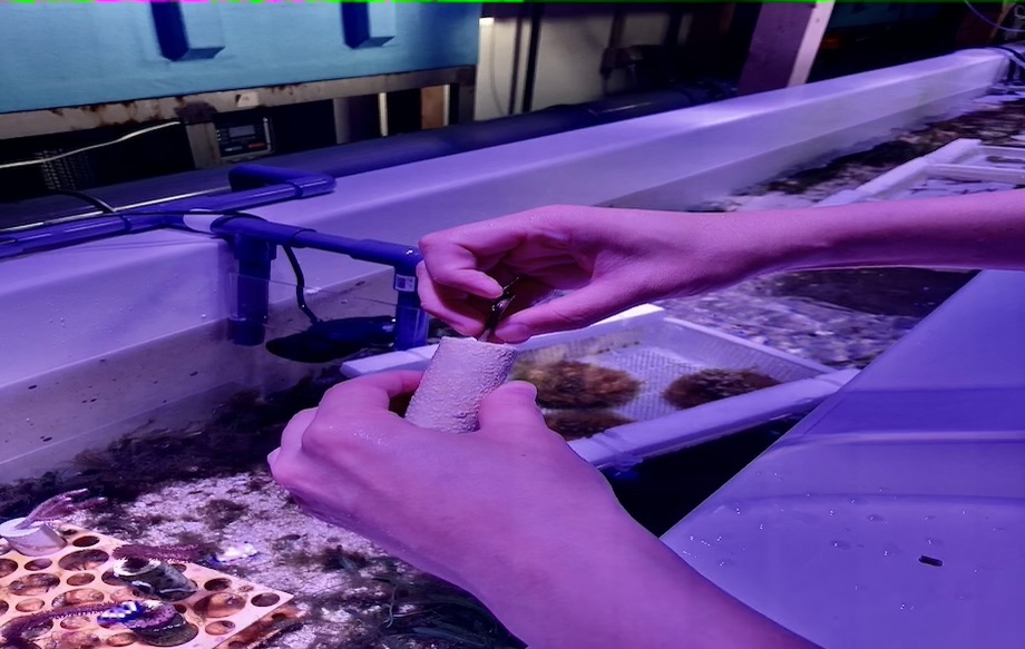 「【豊見城市】【DMMかりゆし水族館】サンゴラボツアー」のサムネイル画像