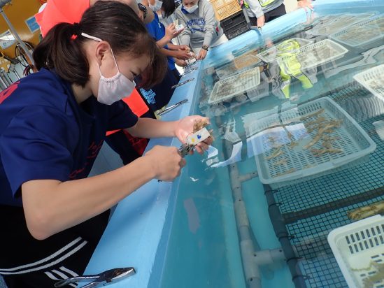 「【恩納村】沖縄の海で学ぶ磯観察トレッキング（海洋教育）＋サンゴの苗作り」のサムネイル画像
