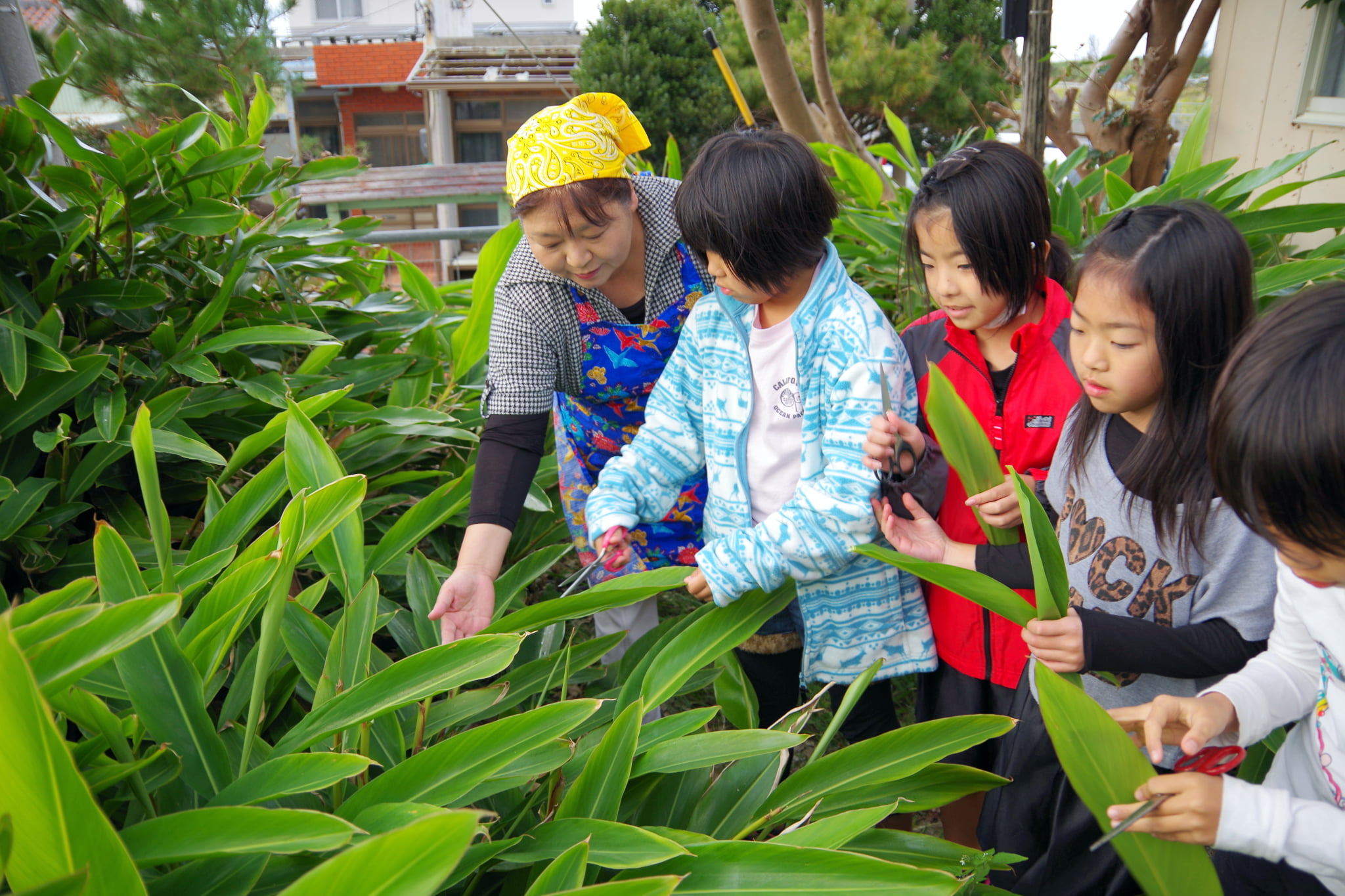 「【恩納村】月桃（げっとう）の葉摘みと沖縄菓子２種作り」のサムネイル画像