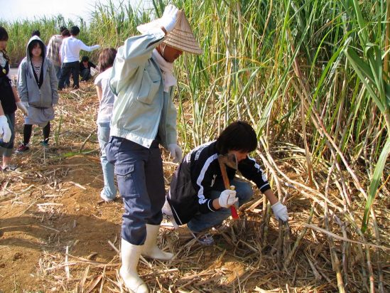 「【恩納村】サトウキビ刈りから土産用黒糖作り」のサムネイル画像