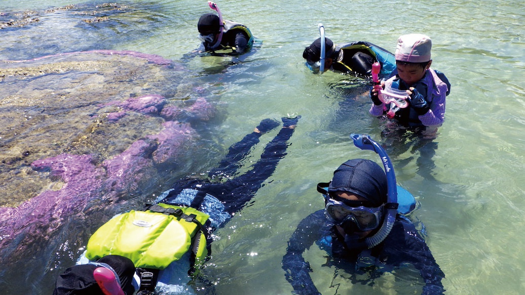 「【西表島】サンゴ礁の不思議　～生命の楽園を作る生き物たち～」のサムネイル画像