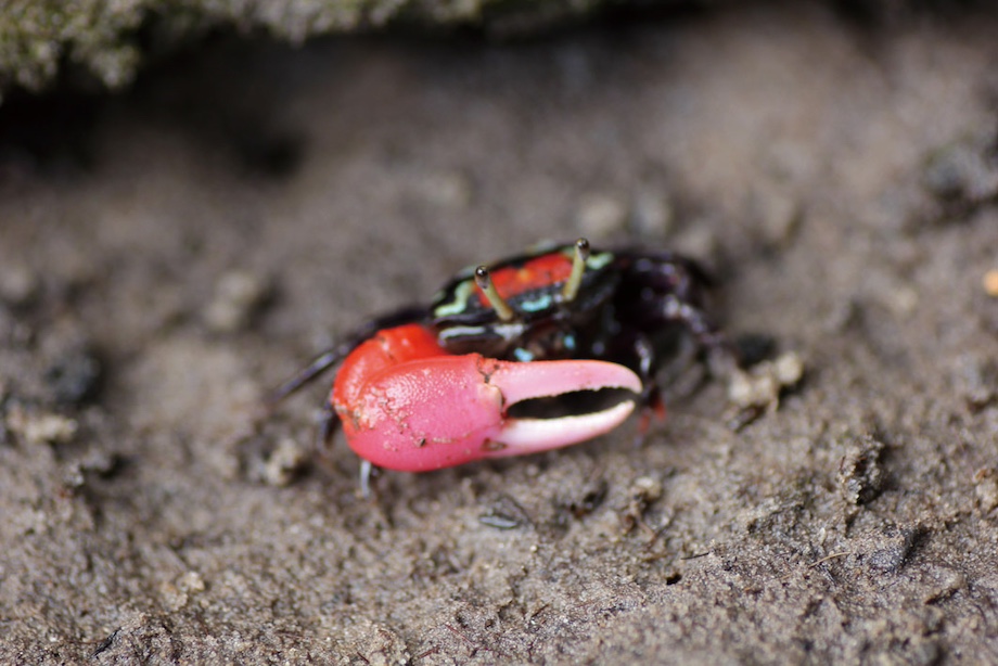 「【西表島】三線を弾くカニ・シオマネキの謎　～巨大なハサミは何のため？～」のサムネイル画像