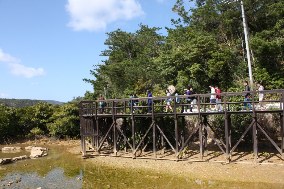 「【東村】慶佐次川マングローブ自然観察」のサムネイル画像