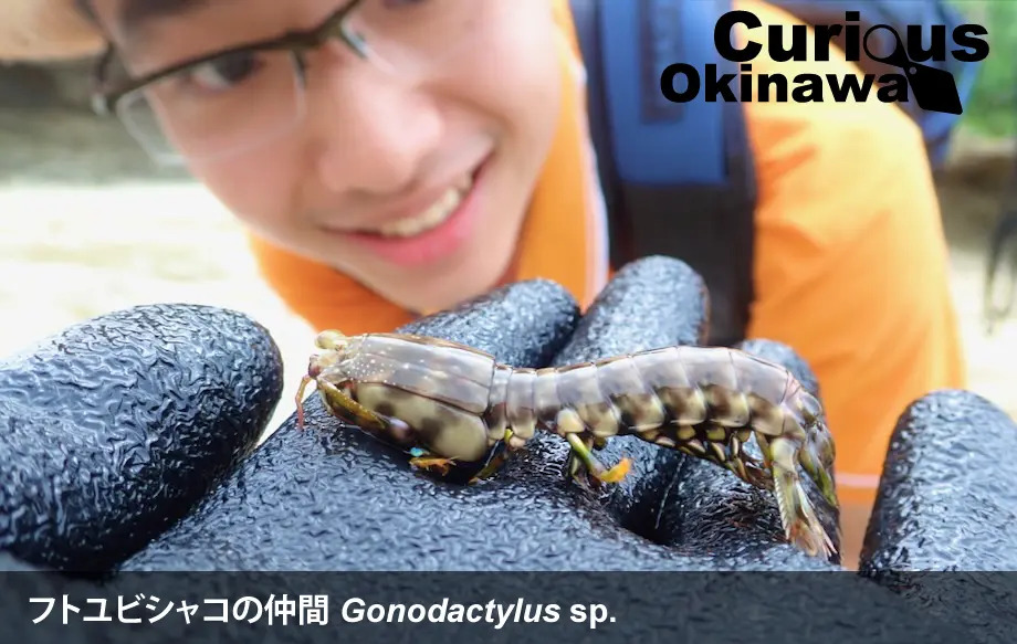 「サンゴ礁の海と干潟のアカデミック自然観察プログラム（中部）」のサムネイル画像